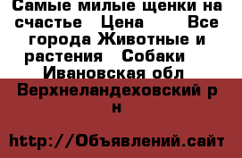 Самые милые щенки на счастье › Цена ­ 1 - Все города Животные и растения » Собаки   . Ивановская обл.,Верхнеландеховский р-н